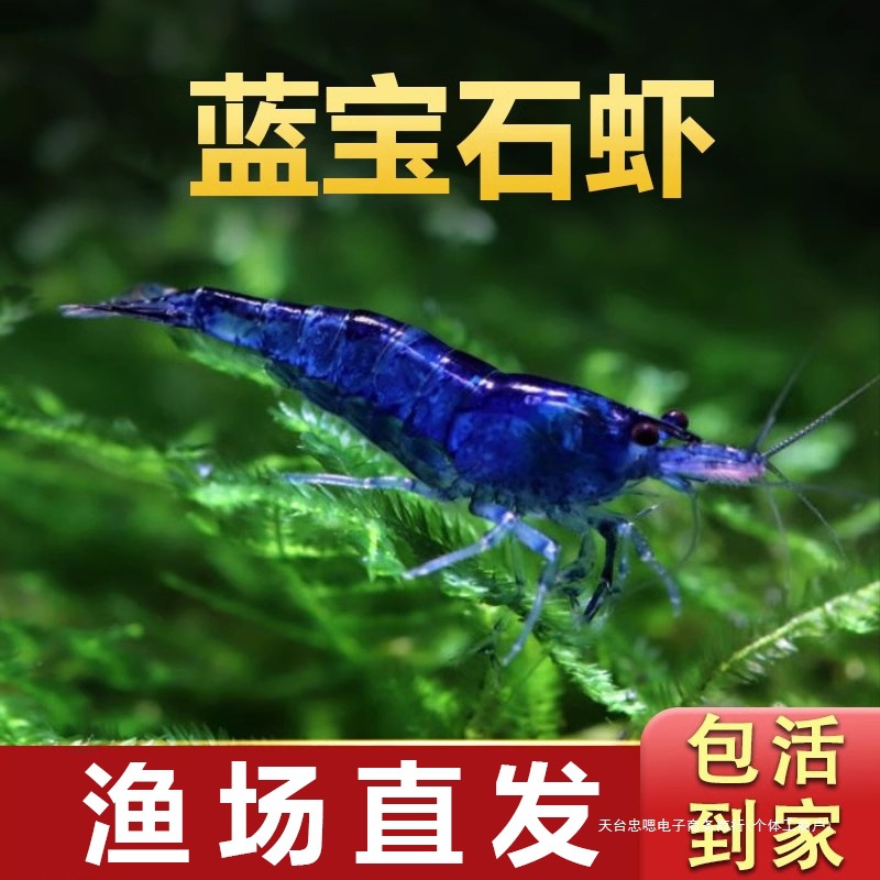 蓝宝石虾黑壳虾除藻虾鲜活观赏虾苗淡水樱花虾极火小虾鱼缸水晶虾