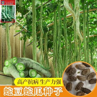 �߲˷N���߶��߹ϷN�Ӵ������ļ����N�����^�pʳ���߶��ǷN�ѿ���
