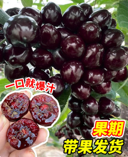 ���Ҙ�޽������Ե����ϱ����Nֲ����Ҙ���ͥԺ����Y��������]