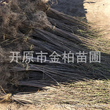 桃叶卫矛小苗25-40公分丝棉木树苗绿化苗木丛生卫矛绿篱造型球