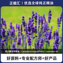 正植汇进口真正薰衣草单方精油植物香料保健按摩化妆品原料芳香