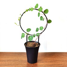 ���Ӽ��������ټ��������滨�����׾Gɽ�����}ֲ��ֲ�ﻨ�ܾG�A��