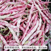红金钩油豆角种子种早熟东北黄金钩豆角架豆红金勾春季蔬菜种籽