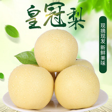 皇冠梨爆甜梨子新鲜当季水果非雪梨整箱白梨河北皇冠梨厂一件批发