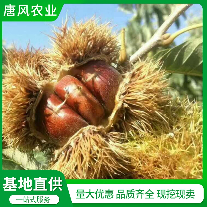 Посадка рассады жемчужного каштана Тонкая Наньшань Жемчужина каштана Посадка рассады на юге и севере Китая Живая рассада каштана османтуса