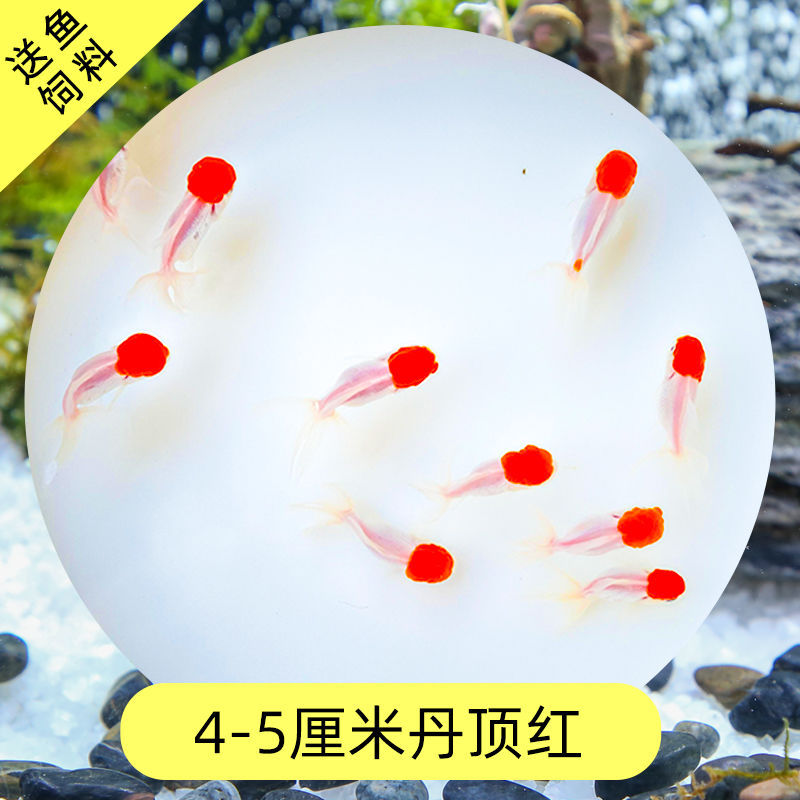 Read the galloping taboo 彂鍏 娲 娲 board