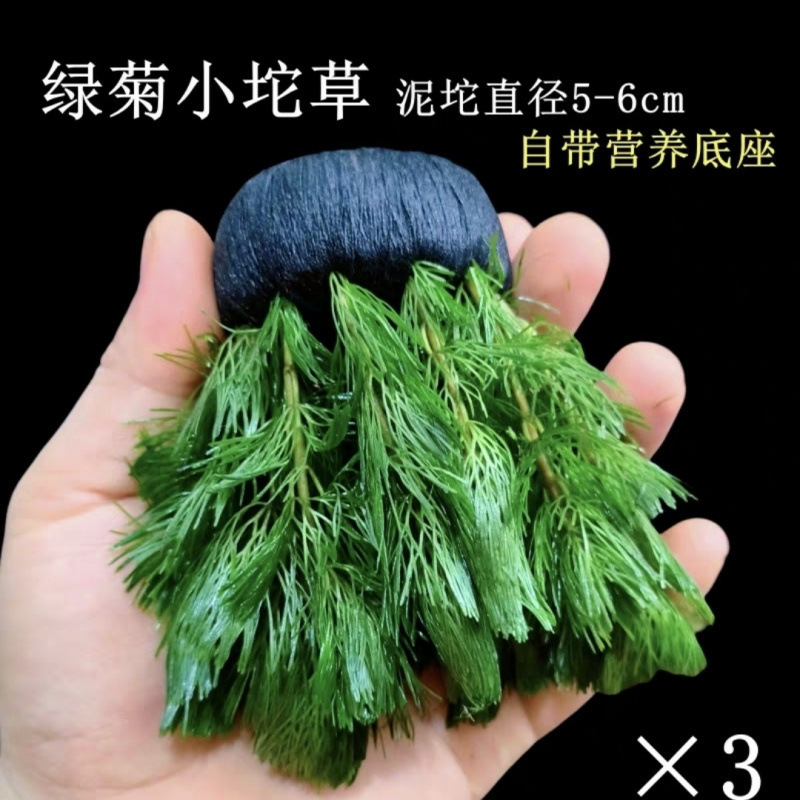 绿菊坨草增氧球形水草一整套斗鱼鱼缸造景无需底砂净化水质|undefined