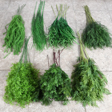 ����Gɫϵ�������~���Ż�Y��c�b�Ī��ɭϵֲ��Gֲ���滨�ٻ�