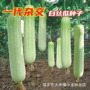 �׽z�ϷN�� �ͺ��z�ϷN�Ӵ����z�ϷN�� �߮a�r�ҽz�ϷN���������r