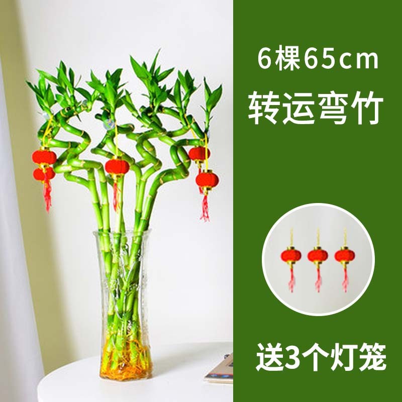 75cm 이동 대나무 곡선 대나무 6개 + 랜턴 3개