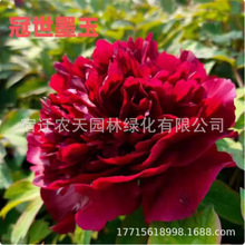 金阁菏泽牡丹花苗 阳台盆庭院阳台种植栽 庭院地栽礼品礼物多年生