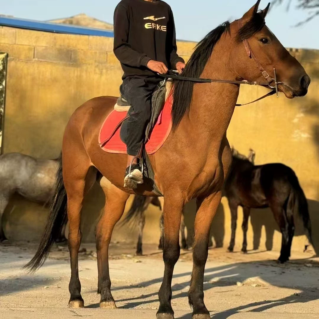 Конные прогулки на прокат и продажу, дикие полевые лошади, лошади для личного разведения, лошади для фотосессий в живописных местах