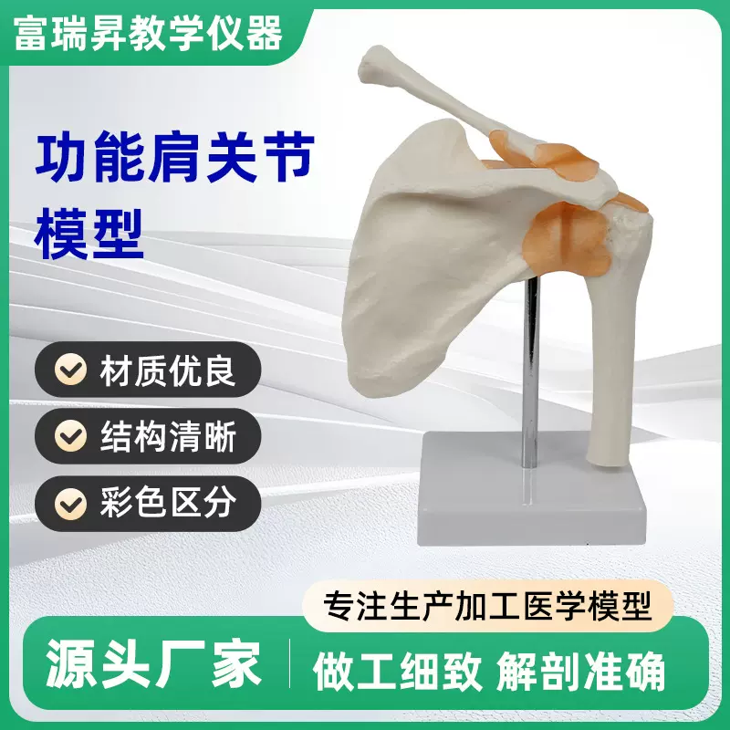 功能肩关节模型肩关节附韧带模型人体关节模型解剖学教学器材厂家