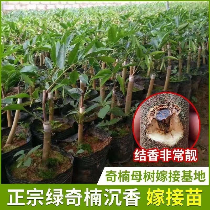 奇楠沉香树苗包邮50CM树心奇母树香霸红骨凹身白奇嫁接包结香
