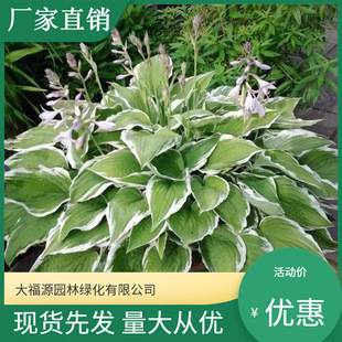 Wholesale Hosta Flower Seedlings, Green Leaf Hosta, Purple Flower Hosta, White Flower Hosta, Ornamental Colorful Leaf Hosta Potted Seedlings