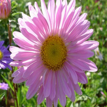 ��շN�Ӵ󻨺��B�Ļ��N��ͥԺ�����׻�N���ļ��_�����⻨�N