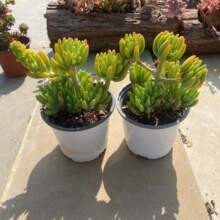 八千代多肉植物 八千代多肉植物品牌 图片 价格 八千代多肉植物批发 阿里巴巴