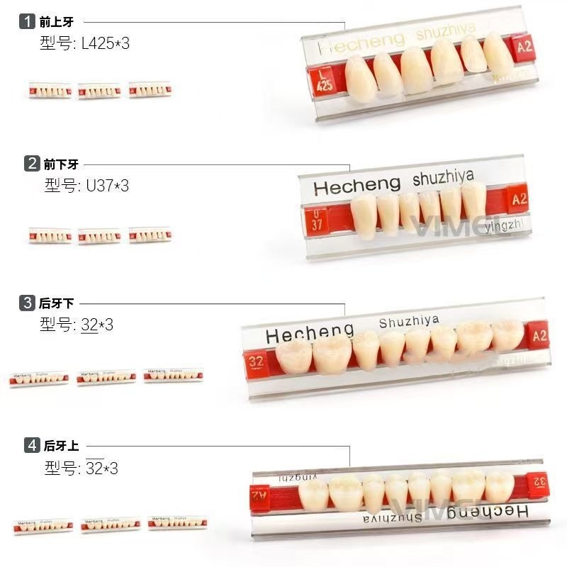 歯科用硬質合成樹脂歯口腔 A2 色義歯加工多層色合成樹脂歯口腔材料|undefined