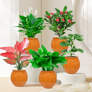 �G�}�j���m�lؔ�仨���ƻ�����С��Gֲ�k���҃�������B�׻��