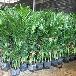 �k�������������҃Ⱥ��B��Fɢβ���Pβ�����ԾGֲ�GֲҬ�Ә�