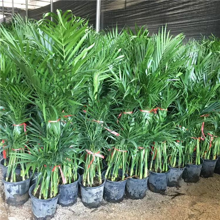 Офис Гавайский бамбук Крытый Хорошо кормить богатых и Gui Sanwei Kwai Хвост Феникса Хвост Бамбук в горшке Зеленая посадка Кокосовая пальма