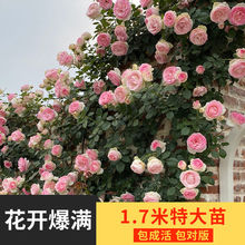 �ش��ٱ��¼��W���ļ��_�����˹�֭�̨ͥԺ�����Nޱ����ֲ�ﻨ��