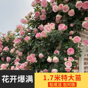 �ش��ٱ��¼��W���ļ��_�����˹�֭�̨ͥԺ�����Nޱ����ֲ�ﻨ��