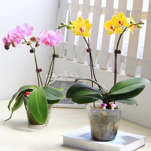 Phalaenopsis Seedlings, a Large Number of Potted Phalaenopsis Seedlings with Buds, Indoor Plants and Florals That Are Easy to Grow in All Seasons