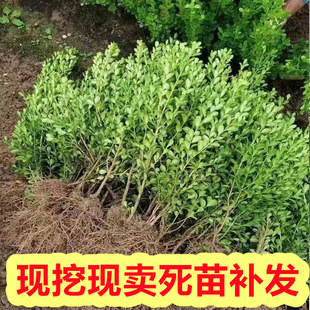 Dropshipping Single-Pole Boxwood Seedlings Green Plants Evergreen Courtyard House Planting Small-Leaf Boxwood Saplings Potted Tree Stumps