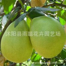 ���ӷN�� �t���ַN�� ɳ���ַN��  ���ӷN�� �t������ ������