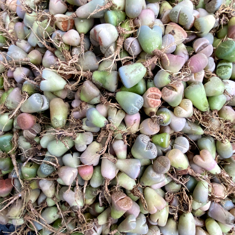 彩色生石花 (8).JPG