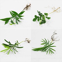 �W�y�ݾ���������Ҭ������_�h���k�����҃�ˮ��ֲ������ˮꑸ�