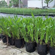 ���ش������l���~�ݱ������~��ˮ��ֲ��ɻ��ʸ߸�ϵ��