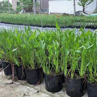 [Base Wholesale] Barracuda Grass / North American Barracuda Grass / Aquatic Plants / High Survival Rate / Strong Root System