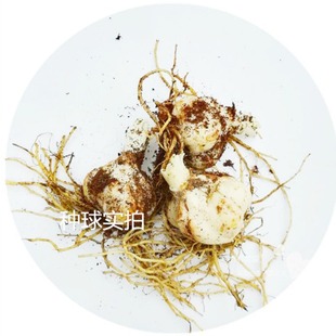 Perfume Lily Lily Bulbs Lily Seeds Bulb Flower Plants Potted Green Plants with Buds Fresh Cut Flower Bulbs