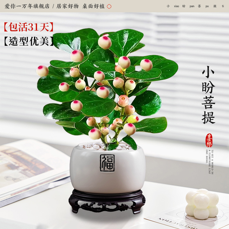 [다과대과] 샤오판보디 + 진주백부자기대야 + 원형베이스 (포장석 + 영양액 포함)