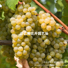 ��������Ʒ�N��ɽһ̖1̖����������̖��õ�����ј������Ե���