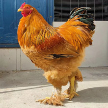 生态园散养观赏鸡多少钱  哪里有批发婆罗门鸡苗的出售婆罗门种蛋