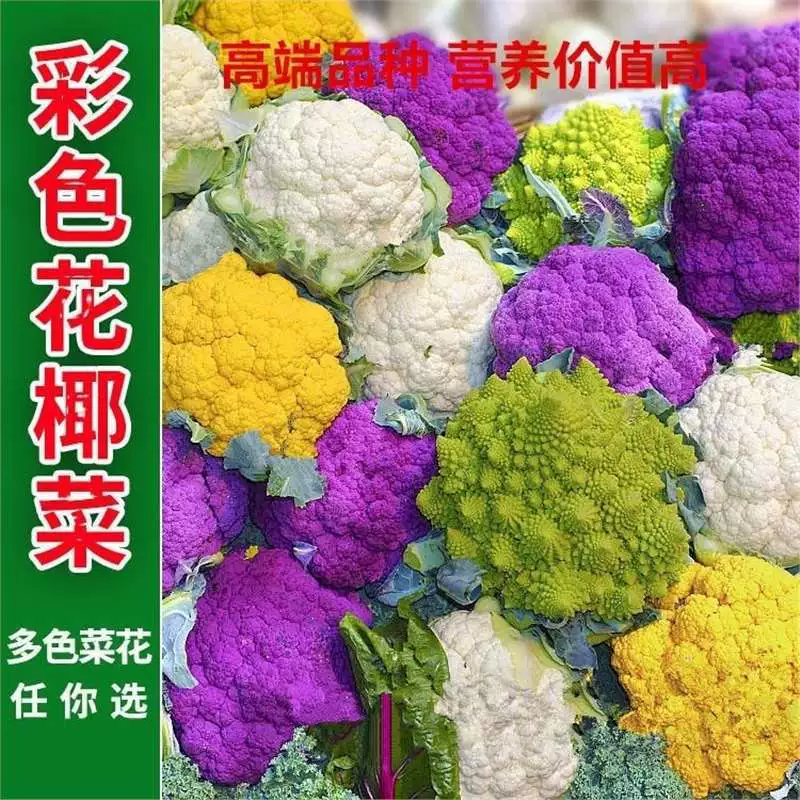 Семена цветной капусты, семена фиолетовой цветной капусты, брокколи, питательные и высокоурожайные семена четырехсезонных овощей для фермерского сада, цветная капуста