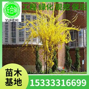 Yellow Tiger Forsythia Seedlings, Hanging Bell Tree Seedlings, Golden Strip Seedlings, Courtyard Ornamental Greening, Early Spring Flowering Greening Seedlings