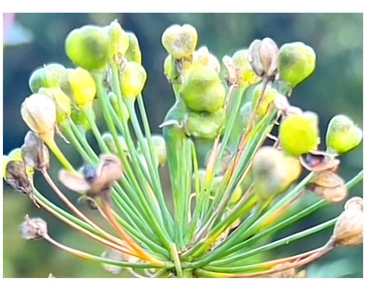 Chinese Chive Seed Tea Jiu Cai Zi Wild Leek Seeds Dried Herbal Seeds for Tea Wine Infusion 500g specifications
