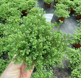 [Direct Supply from the Base] Moss Micro-Landscape with Internet Celebrity Fern Small Potted Plant 80 # Cuiyuncao