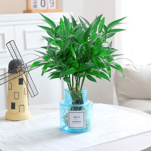 �������ˮ��ֲ������҃ȿ͏d����GֲС���Ի����ļ�������B��