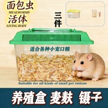 面包虫活虫黄粉虫仓鼠蝎子林蛙蜜袋鼯专用鲜活饲料虫包邮包活中国