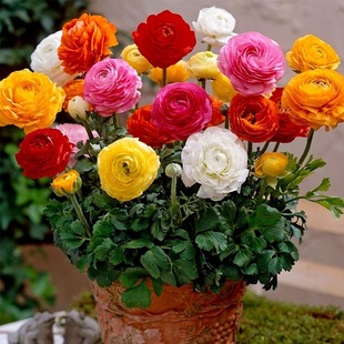 �ذ껨ëݢ�������~ĵ�������^��ֲ����ĵ���҃��̨ͥԺ�ͺ�����