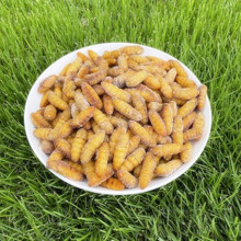 厂家定制批发供应冻鲜蚕蛹冻干蚕蛹