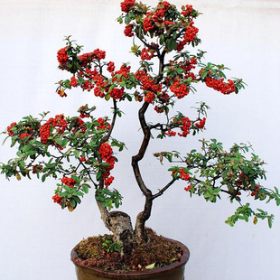 �^�������Ի����Ϙ��M�üt�k��������͏d�辰���B�t�t��𻨻�