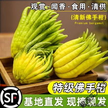 ���ָ��r�����r���ֹ��Ў�֦�҃Ȕ[���幩�^�p���ʳ�û������l