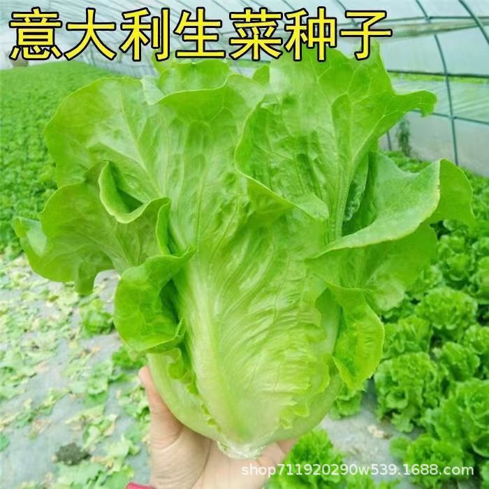 Italian Lettuce Seeds, Bolting-Resistant Seeds, Balcony-Specific Four-Season Sowing Vegetables, Organic Lettuce Seeds That Can Be Eaten Raw Italian Lettuce Seeds, Bolting-Resistant Seeds, Balcony-Specific Four-Season Sowing Vegetables, Organic Lettuce Seeds That Can Be Eaten Raw