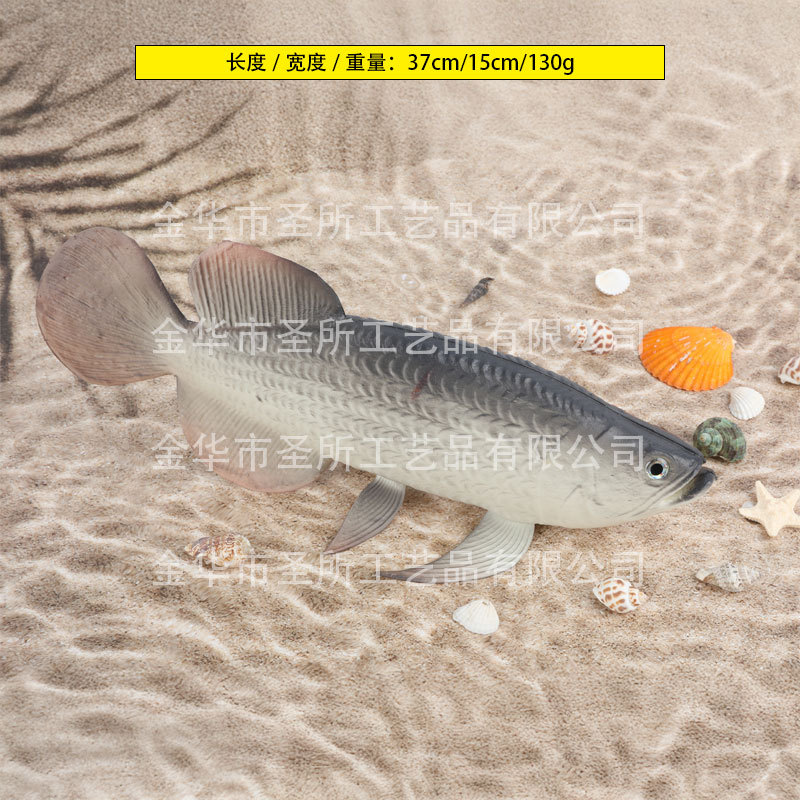 아로와나(회색)